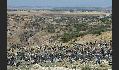 Marabu (Leptoptilos crumiferus)