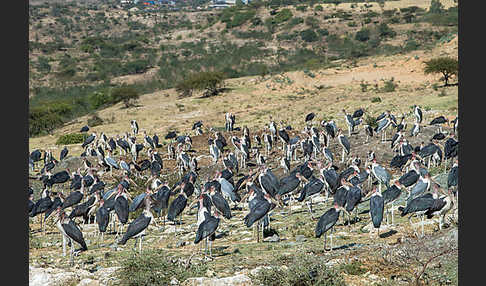 Marabu (Leptoptilos crumiferus)