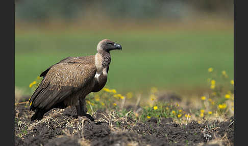 Weißrückengeier (Gyps africanus)