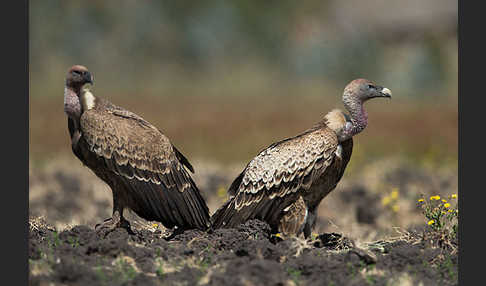 Sperbergeier (Gyps rueppellii)