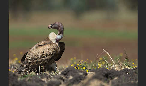 Sperbergeier (Gyps rueppellii)