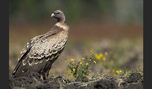 Sperbergeier (Gyps rueppellii)