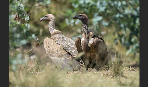 Weißrückengeier (Gyps africanus)