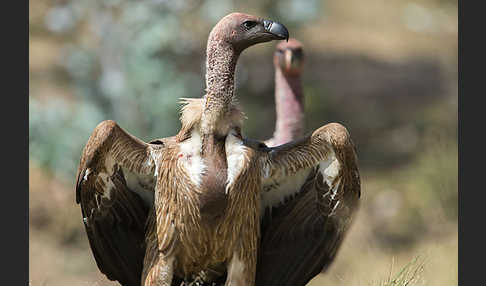 Weißrückengeier (Gyps africanus)