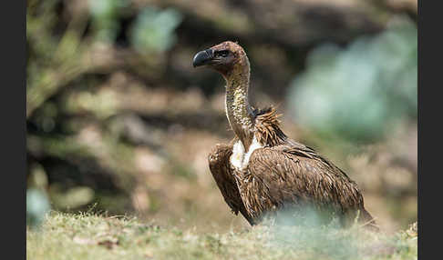 Weißrückengeier (Gyps africanus)