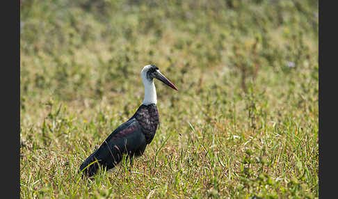 Wollhalsstorch (Ciconia episcopus)