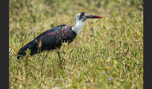 Wollhalsstorch (Ciconia episcopus)