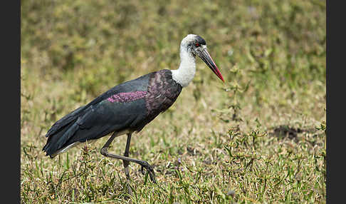 Wollhalsstorch (Ciconia episcopus)