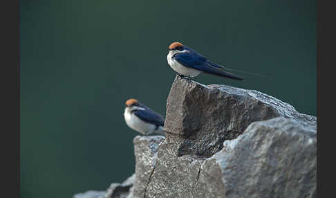 Rotkappenschwalbe (Hirundo smithii)