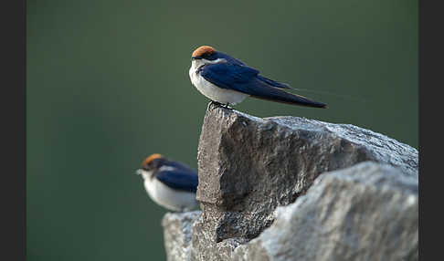 Rotkappenschwalbe (Hirundo smithii)