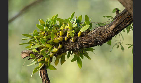 Aethiopien (Ethiopia)