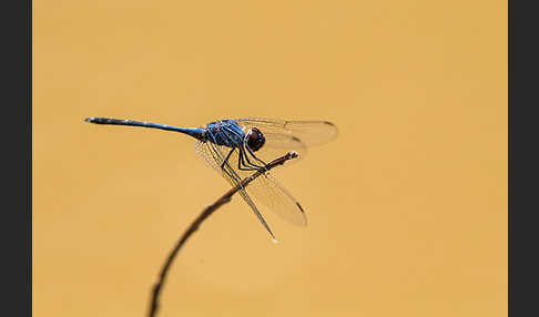 Sonnenzeiger spec. (Trithemis dejouxi)