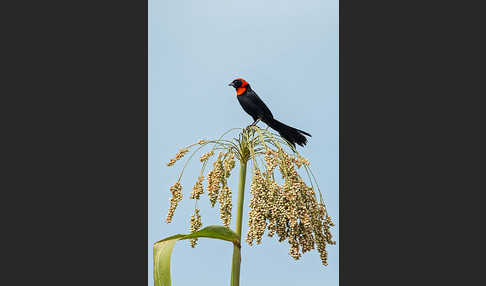 Schildweber (Euplectes ardens)