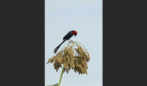 Schildweber (Euplectes ardens)