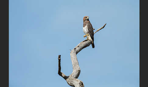 Salvadoribussard (Buteo auguralis)