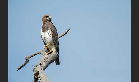 Salvadoribussard (Buteo auguralis)