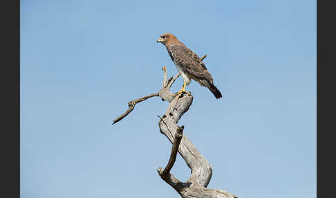 Salvadoribussard (Buteo auguralis)