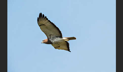 Salvadoribussard (Buteo auguralis)