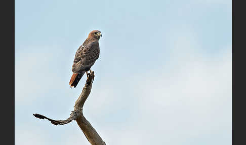 Salvadoribussard (Buteo auguralis)