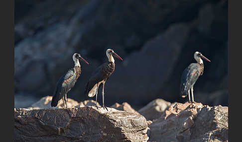 Wollhalsstorch (Ciconia episcopus)