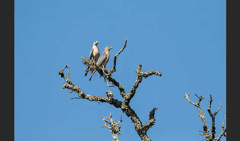 Schikrasperber (Accipiter badius)