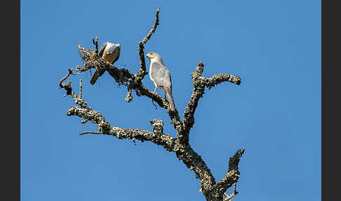 Schikrasperber (Accipiter badius)