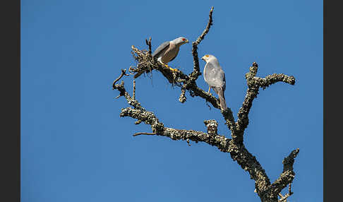 Schikrasperber (Accipiter badius)