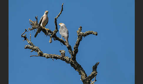 Schikrasperber (Accipiter badius)