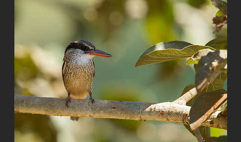 Streifenliest (Halcyon chelicuti)