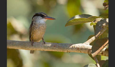 Streifenliest (Halcyon chelicuti)