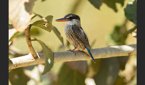 Streifenliest (Halcyon chelicuti)