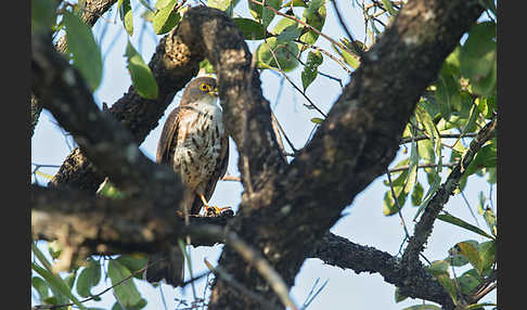 Zwergsperber (Accipiter minullus)