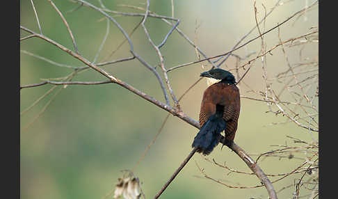 Spornkuckuck (Centropus senegalensis)