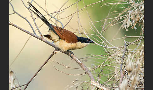 Spornkuckuck (Centropus senegalensis)