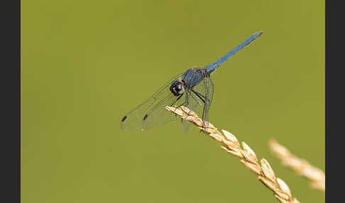 Sonnenzeiger spec.1 (Trithemis furva)