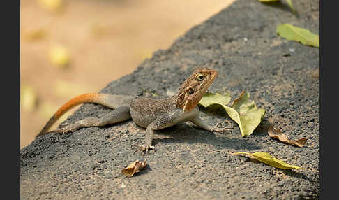 Siedleragame (Agama agama)