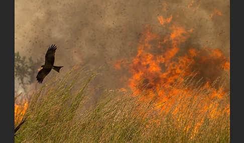 Schwarzmilan (Milvus migrans)