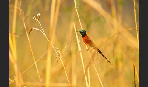 Scharlachspint (Merops nubicus)