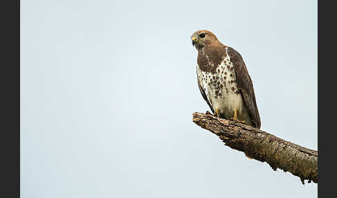 Salvadoribussard (Buteo auguralis)