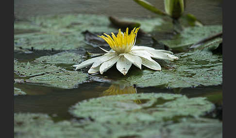 Tigerlotus (Nymphaea lotus)