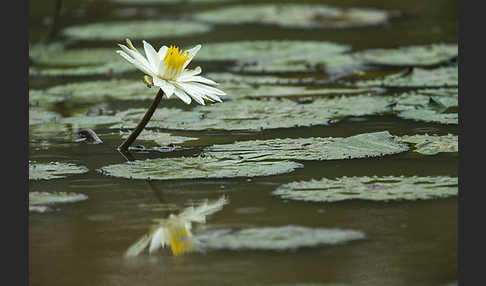 Tigerlotus (Nymphaea lotus)