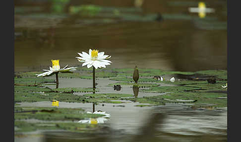 Tigerlotus (Nymphaea lotus)