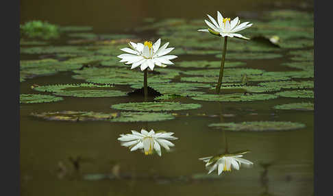 Tigerlotus (Nymphaea lotus)