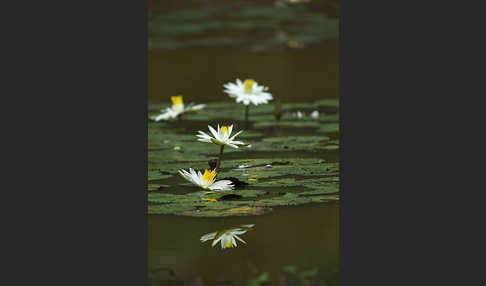 Tigerlotus (Nymphaea lotus)