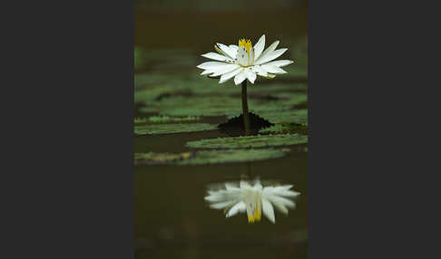 Tigerlotus (Nymphaea lotus)