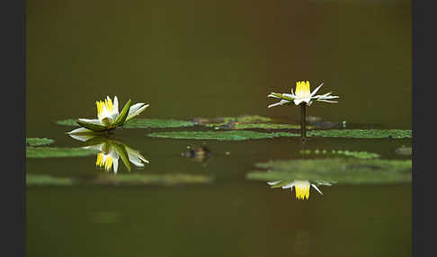 Tigerlotus (Nymphaea lotus)