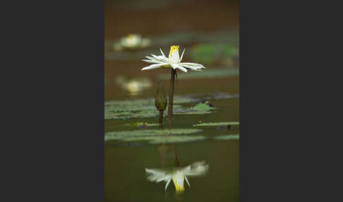 Tigerlotus (Nymphaea lotus)