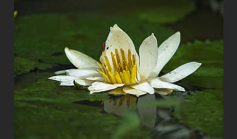 Tigerlotus (Nymphaea lotus)