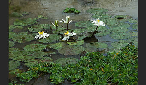 Tigerlotus (Nymphaea lotus)