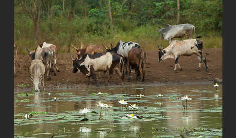 Zebu (Bos primigenius indicus)